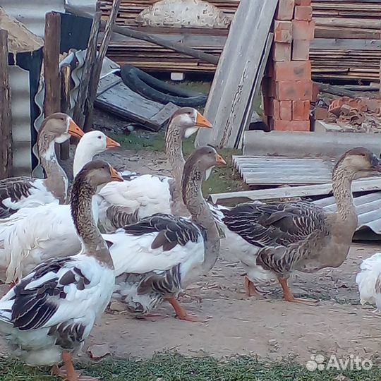 Уточки и гуси