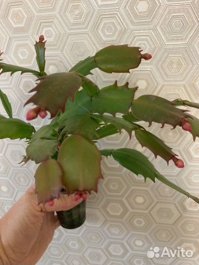 Декабристы,шлюмбергеры красные, белые с бутонами