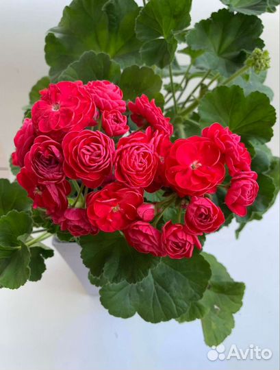 Пеларгония герань