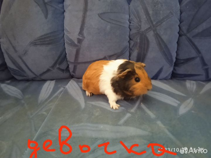 Морские свинки