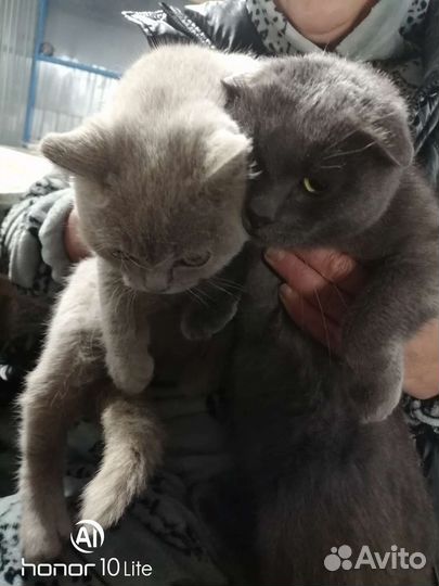 Коты два самца в добрые руки