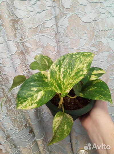 Эпипремнум разные виды