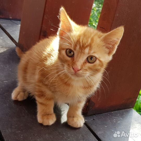 Кошки в добрые руки