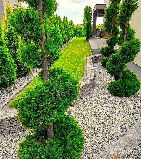 Туи из питомника