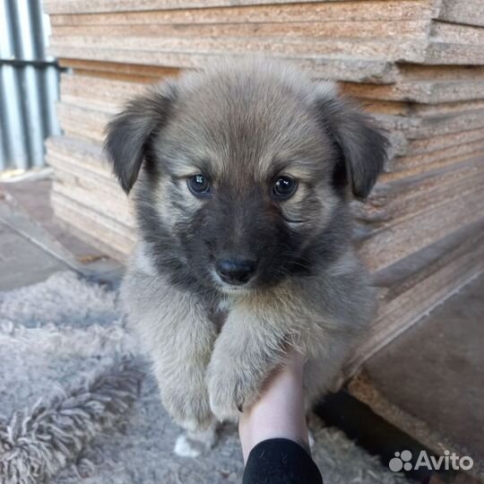 Щенок в добрые руки