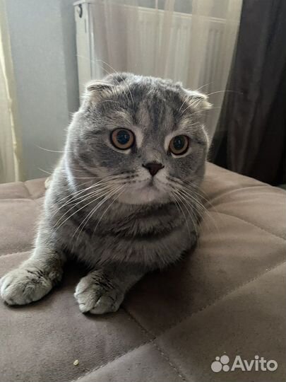 Шотландский вислоухий кот бесплатно