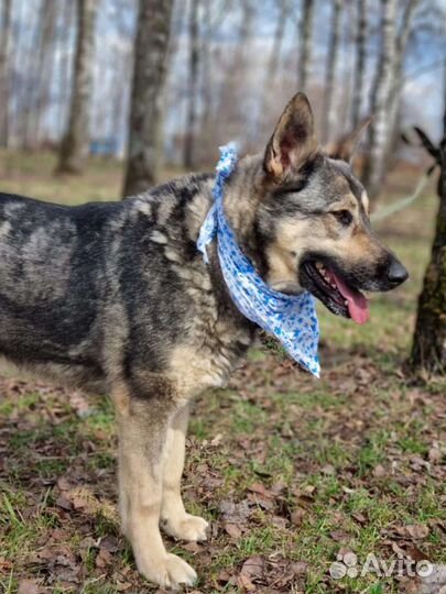 Спасите из приюта