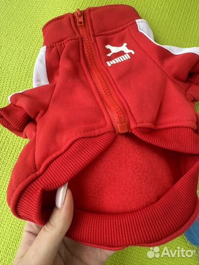 Одежда обувь для собак