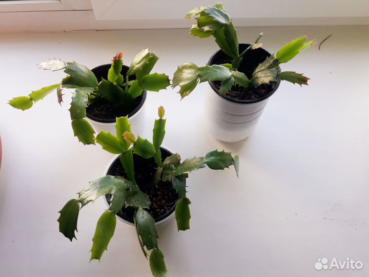 Декабрист шлюмбергера