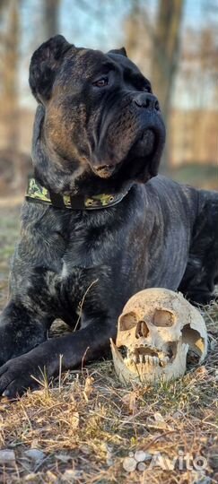 Кобель Кане Корсо. Вязка