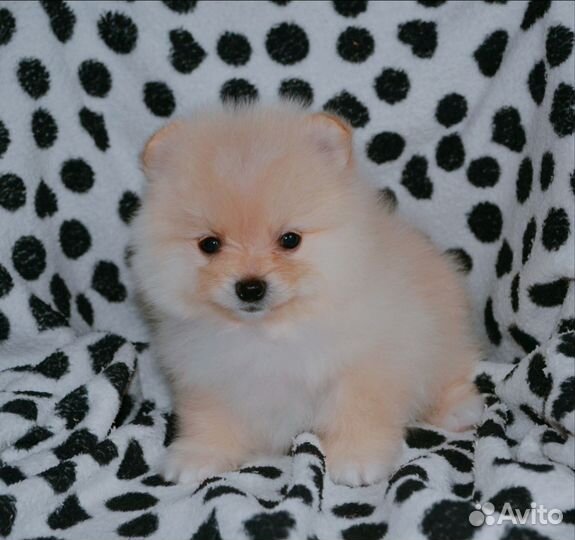 Померанский шпиц