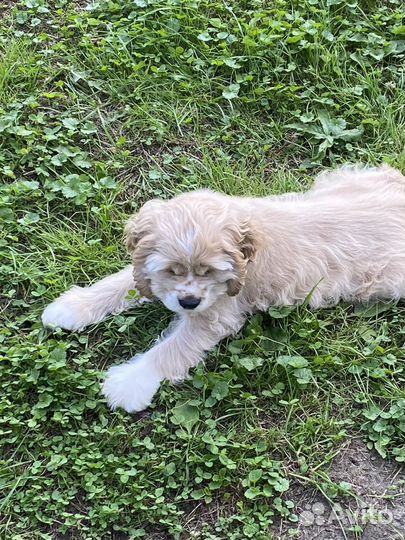 Кокер спаниель