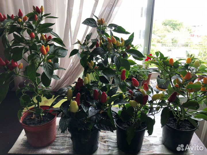 Комнатные цветы