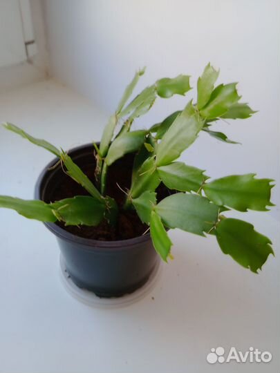 Продаю комнатные цветы