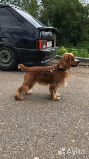 Собака Кокер Спаниель