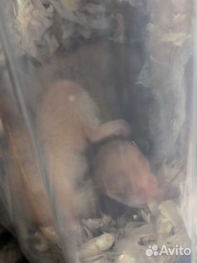 Сирийские хомячки 1 месяц