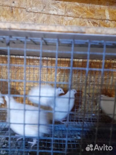 Перепела семья