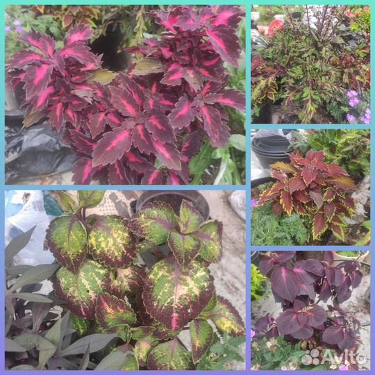 Колеусы. срезы