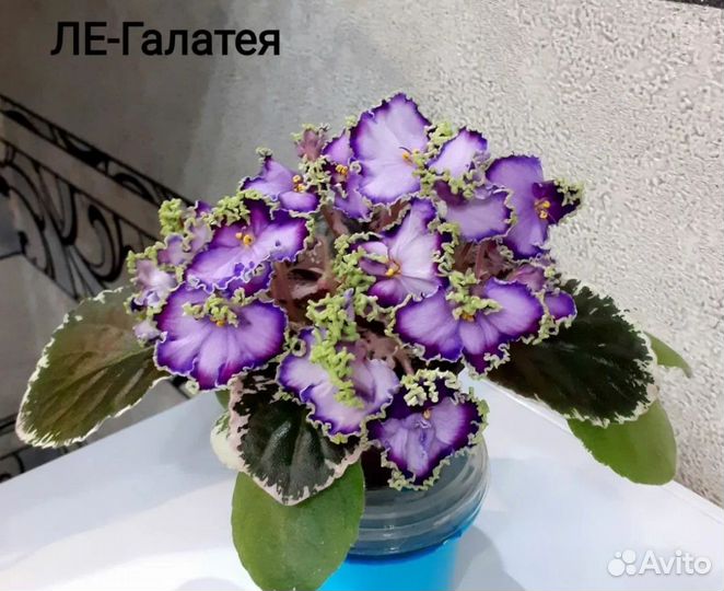 Фиалки сортовые, детки, черенки