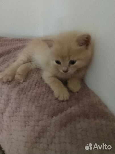 Кошка в дар бесплатно