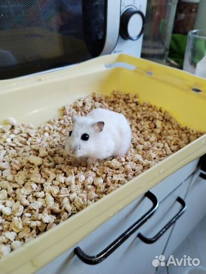 Джунгарский хомяк с клеткой бесплатно