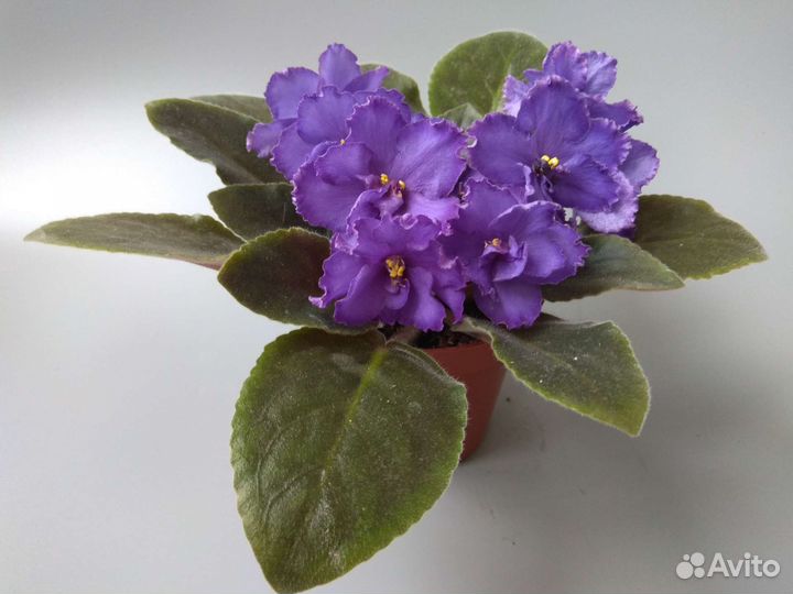 Сортовые фиалки