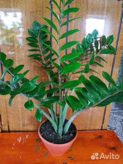 Замиокулькас