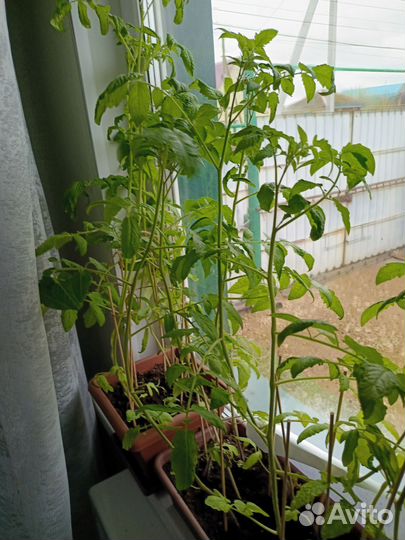 Рассада помидор