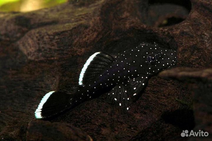 L сомы, коридорасы, хелены