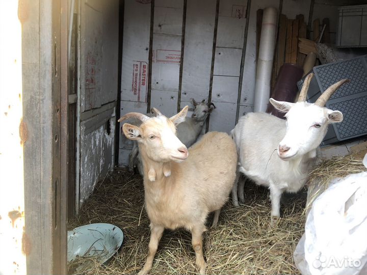 Зааненская коза