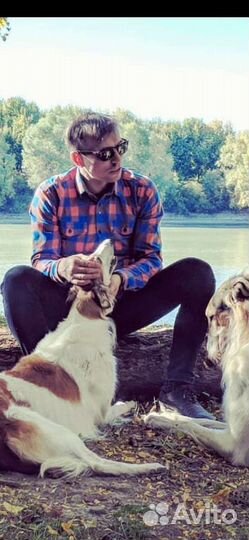 Передержка собак и птиц