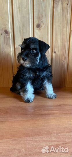 Щенки цвергшнауцера черные с серебром