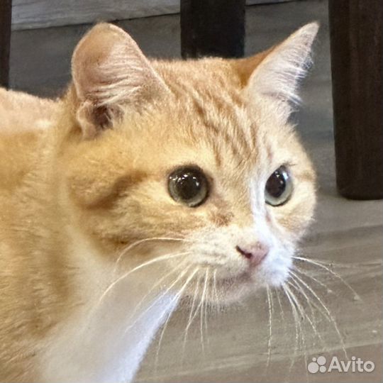 Рисую ваших питомцев по фото