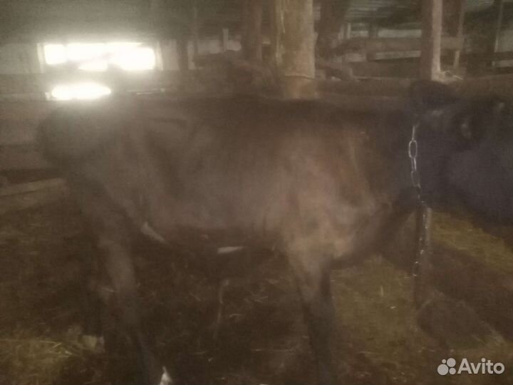 Продажа крс