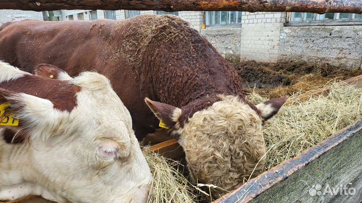 Быки Герифорд на мясо,на племя мраморная говядина