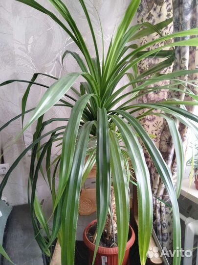 Комнатные растения