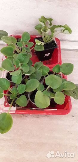 Детки сортовых фиалок