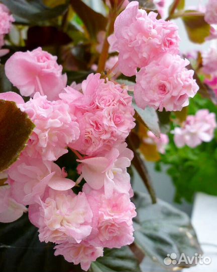 Бегония вечноцветущая махровая розовая