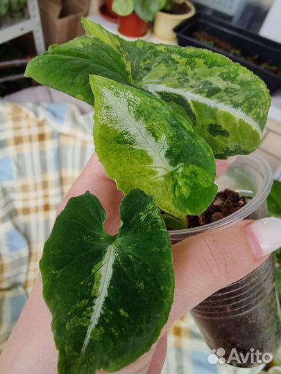 Сингониум ред спот триколор, яичница и т.д