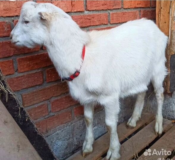 Козочка Ламанча