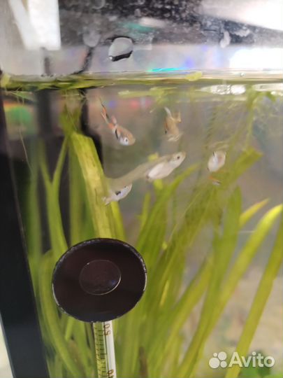 Рыба гуппи самочки