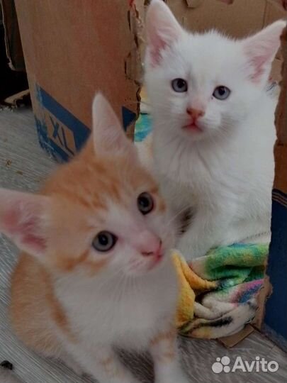 Котенок трёхцветный и рыжий отдам