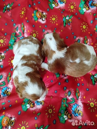 Кавалер кинг чарльз спаниель