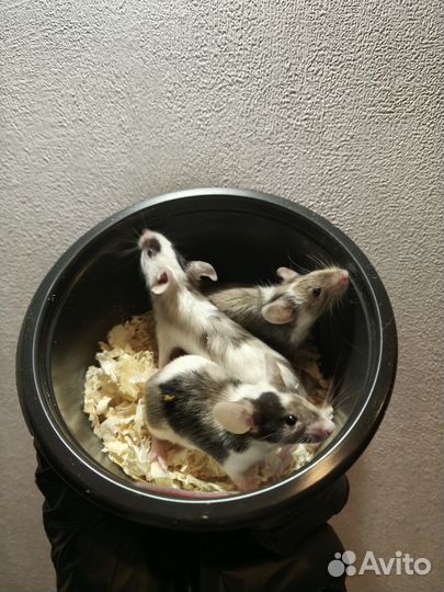 Мышь декоративная