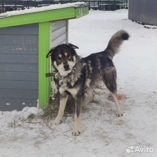 Собака метис маламут