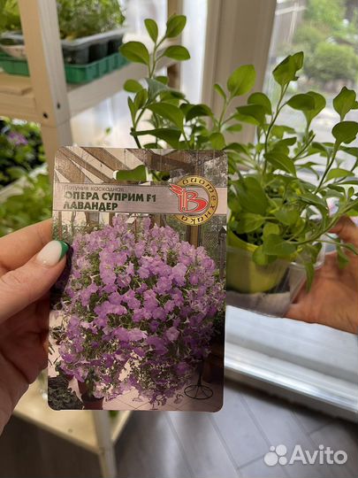 Петуния гигантская