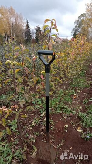 Саженцы плодовых деревьев