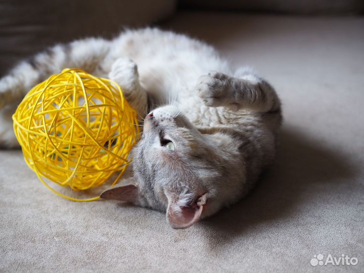 Кошка брошена хозяевами