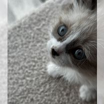 Рэгдолл котёнок