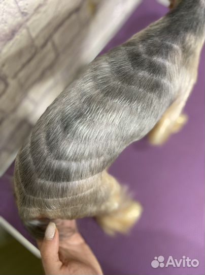 Стрижка собак, груминг, грумер в Энгельсе